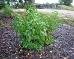 Cold Stream Farm lilac bush