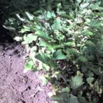 Cold Stream Farm ninebark transplant