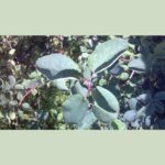 Cold Stream Farm saskatoon serviceberry plant