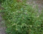 Cold Stream Farm snowberry transplant bed