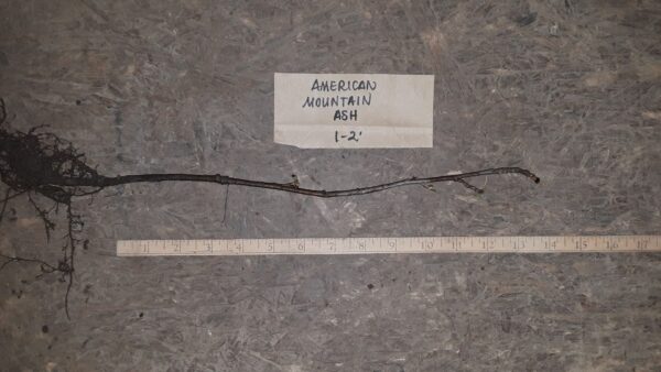 Cold Stream Farm American mountain ash root