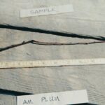 Cold Stream Farm plum root