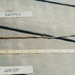 Cold Stream Farm hardy apricot root