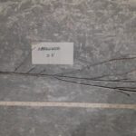 Cold Stream Farm arrowwood viburnum root