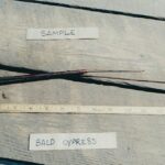 Bald cypress root sample Cold Stream Farm