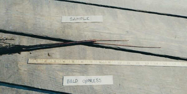 Bald cypress root sample Cold Stream Farm