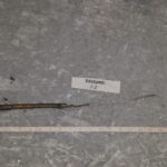 Cold Stream Farm basswood root