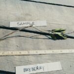 Northern bayberry root Cold Stream Farm