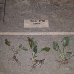 Cold Stream Farm black eye Susan plants