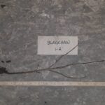 Cold Stream Farm blackhaw viburnum root