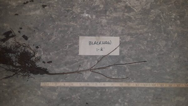 Cold Stream Farm blackhaw viburnum root