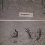 Cold Stream Farm bloodroot roots