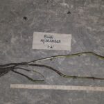 Cold Stream Farm hydrangea root