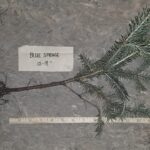Blue spruce root Cold Stream Farm
