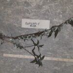 Butterfly bush root Cold Stream Farm