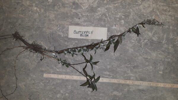 Butterfly bush root Cold Stream Farm