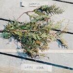 White cedar root Cold Stream Farm