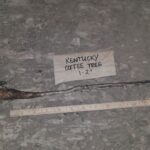 Cold Stream Farm Kentucky coffeetree root