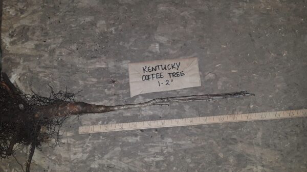 Cold Stream Farm Kentucky coffeetree root