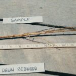 Dawn redwood root Cold Stream Farm