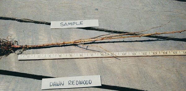 Dawn redwood root Cold Stream Farm