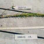 Douglas fir root Cold Stream Farm