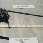 Cold Stream Farm Christmas fern root