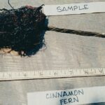 Cold Stream Farm cinnamon fern root