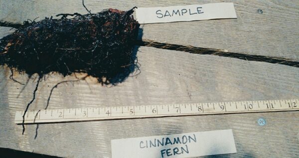 Cold Stream Farm cinnamon fern root