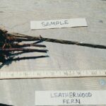 Cold Stream Farm marginal wood fern root