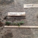 Balsam fir root Cold Stream Farm