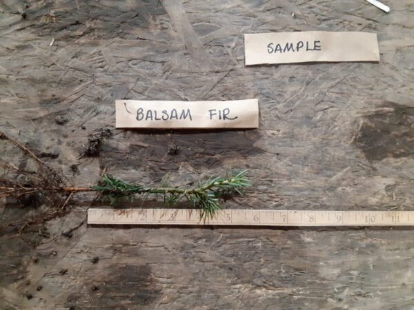Balsam fir root Cold Stream Farm