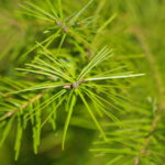 Fir Douglas Cold Stream Farm