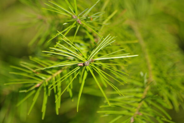 Fir Douglas Cold Stream Farm