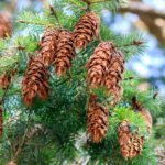 Douglas fir cones Cold Stream Farm