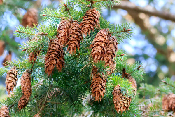 Douglas fir cones Cold Stream Farm