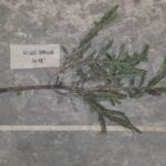 Black hills spruce root Cold Stream Farm