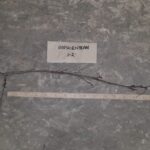 Cold Stream Farm hophornbeam root