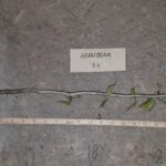 Cold Stream Farm hornbeam root