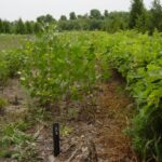 Cold Stream Farm hybrid plant