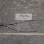 Cold Stream Farm hybrid poplar root