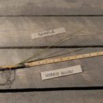 Cold Stream Farm hybrid willow root