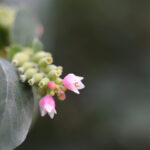 Cold Stream Farm Indian currant blossom