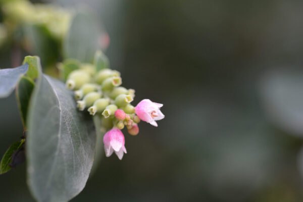 Cold Stream Farm Indian currant blossom