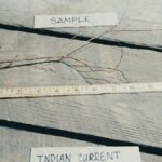 Cold Stream Farm Indian currant root