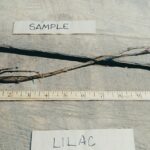 Cold Stream Farm lilac root