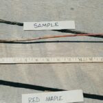 Cold Stream Farm red maple root