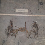 Cold Stream Farm mayapple roots