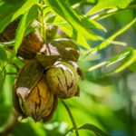 Cold Stream Farm pecan stock cluster