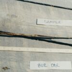 Cold Stream Farm bur oak root